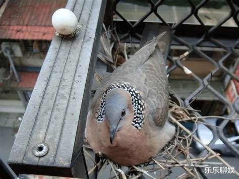 班鳩築巢風水|斑鳩在窗檯做窩啥兆頭？斑鳩進家有哪些風水寓意？